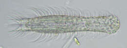 Image of Chaetonotus