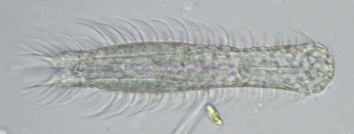 Image of Chaetonotus