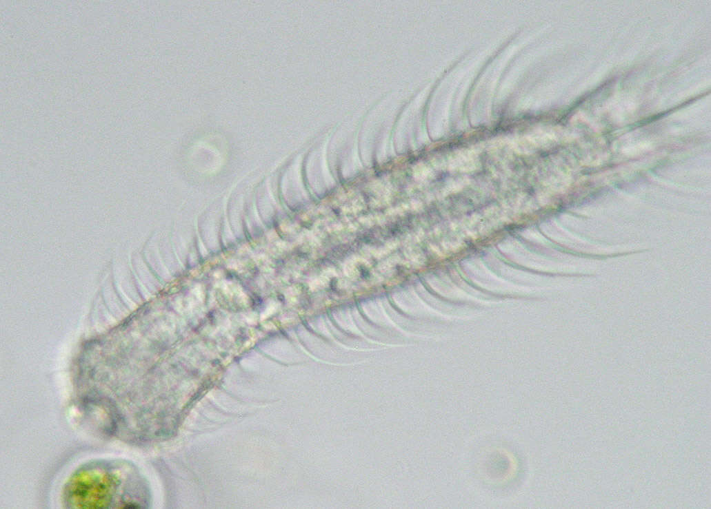 Image of Chaetonotus