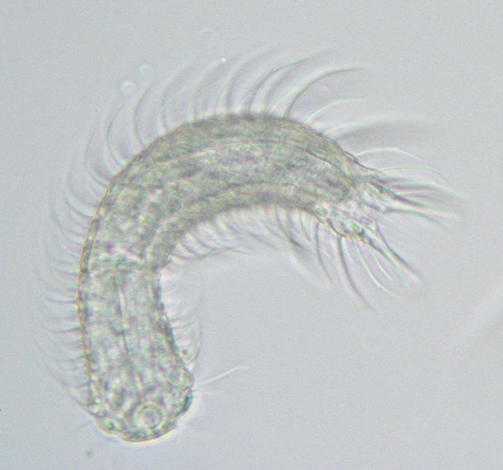 Image of Chaetonotus