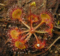 Imagem de Drosera rotundifolia L.