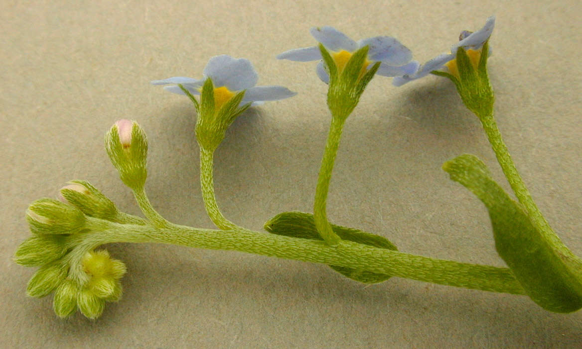 Слика од Myosotis secunda A. Murray