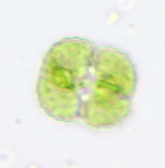 Image of cosmarian algae