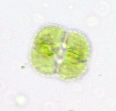 Image of cosmarian algae