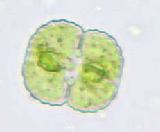 Image of cosmarian algae