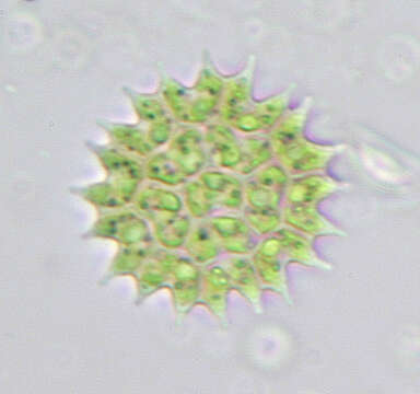 Image of Pseudopediastrum