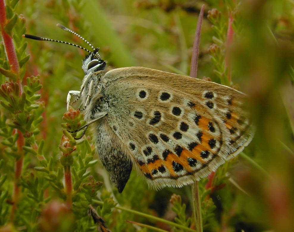 Image of Plebejus argus (Linnaeus 1758)