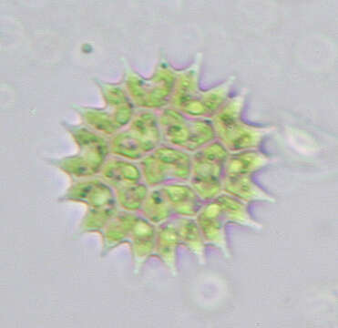 Image of Pseudopediastrum