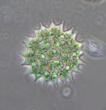 Image of Pseudopediastrum