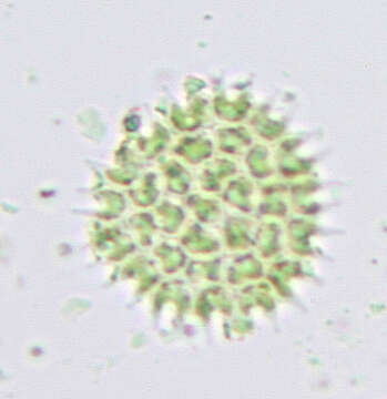 صورة Pseudopediastrum