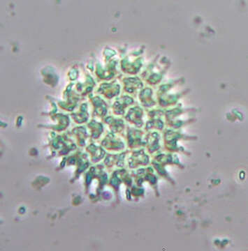 Image of Pseudopediastrum