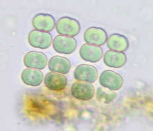 Image of Synechococcales