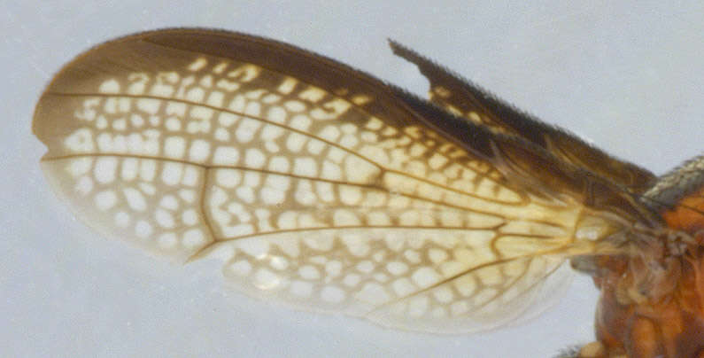 Image de Coremacera marginata (Fabricius 1775)