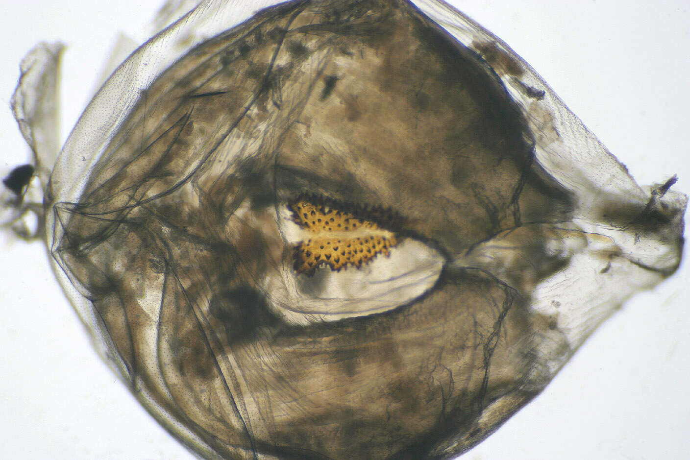 Image of green-veined white