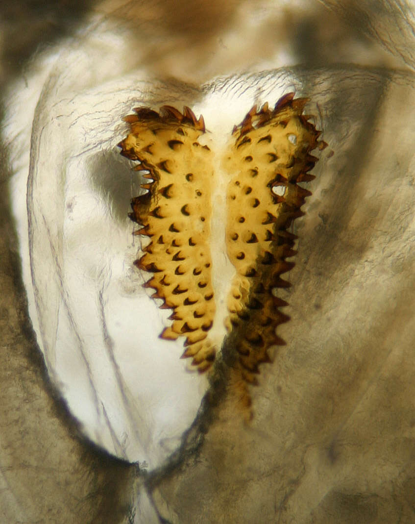 Image of green-veined white