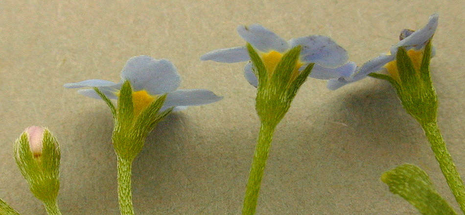 Слика од Myosotis secunda A. Murray