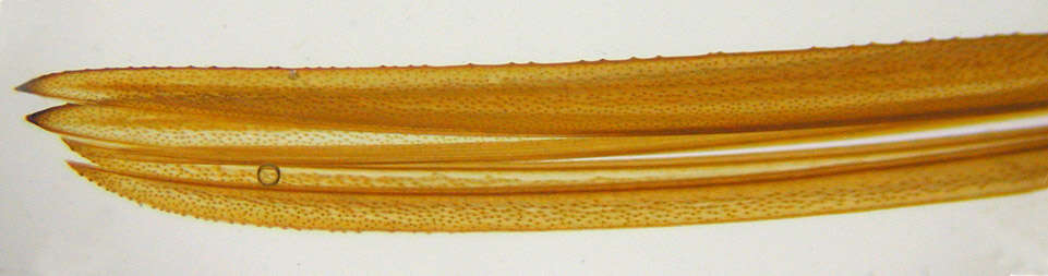 Слика од Conocephalus (Anisoptera) fuscus (Fabricius 1793)