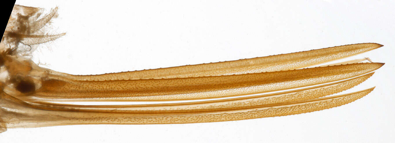 Image de Conocephalus (Anisoptera) fuscus (Fabricius 1793)