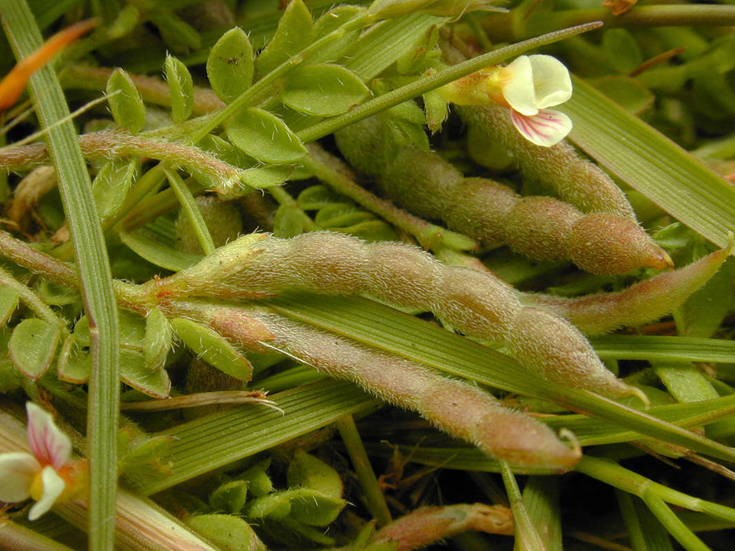 Plancia ëd Ornithopus perpusillus L.