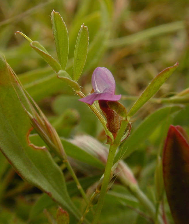 Imagem de Vicia sativa subsp. nigra (L.) Ehrh.