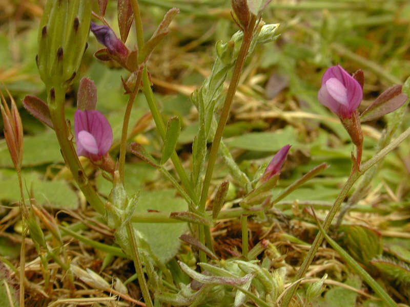 Imagem de Vicia sativa subsp. nigra (L.) Ehrh.