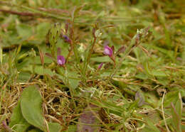 Imagem de Vicia sativa subsp. nigra (L.) Ehrh.