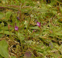 Imagem de Vicia sativa subsp. nigra (L.) Ehrh.