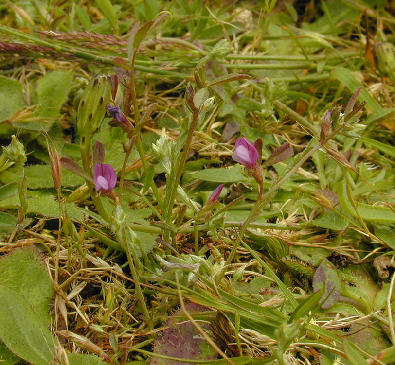 Image of garden vetch