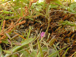 Imagem de Vicia sativa subsp. nigra (L.) Ehrh.