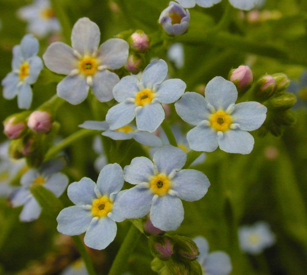 Слика од Myosotis secunda A. Murray