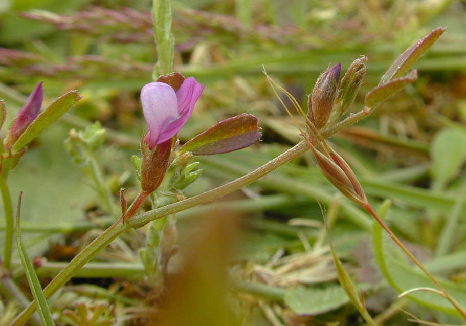 Imagem de Vicia sativa subsp. nigra (L.) Ehrh.