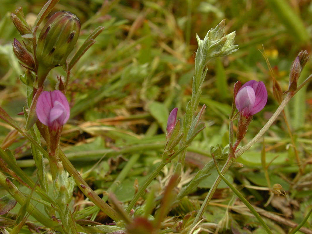 Image of garden vetch