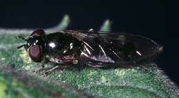 Image of Syrphidae