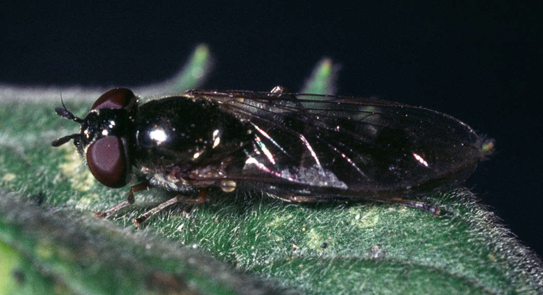 Image of Syrphidae