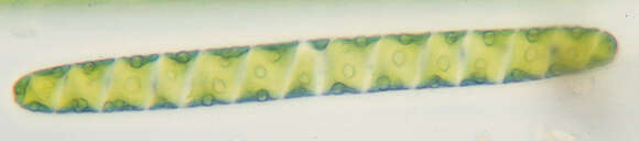 صورة Spirotaenia condensata