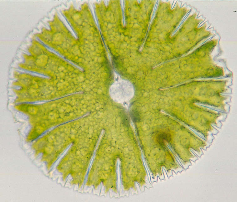 Image of Micrasterias thomasiana