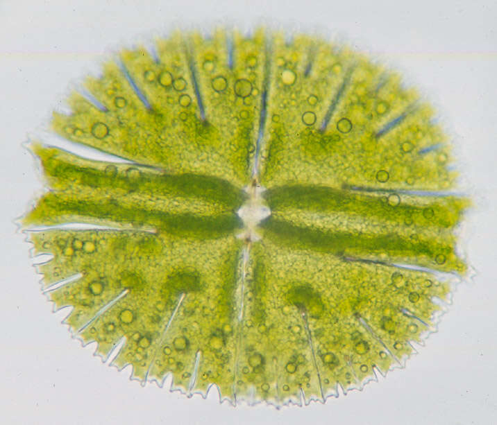 Image of Micrasterias rotata