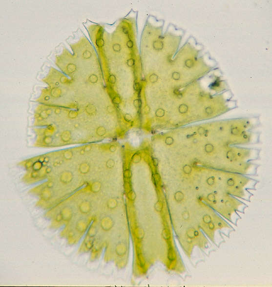 Image of Micrasterias rotata