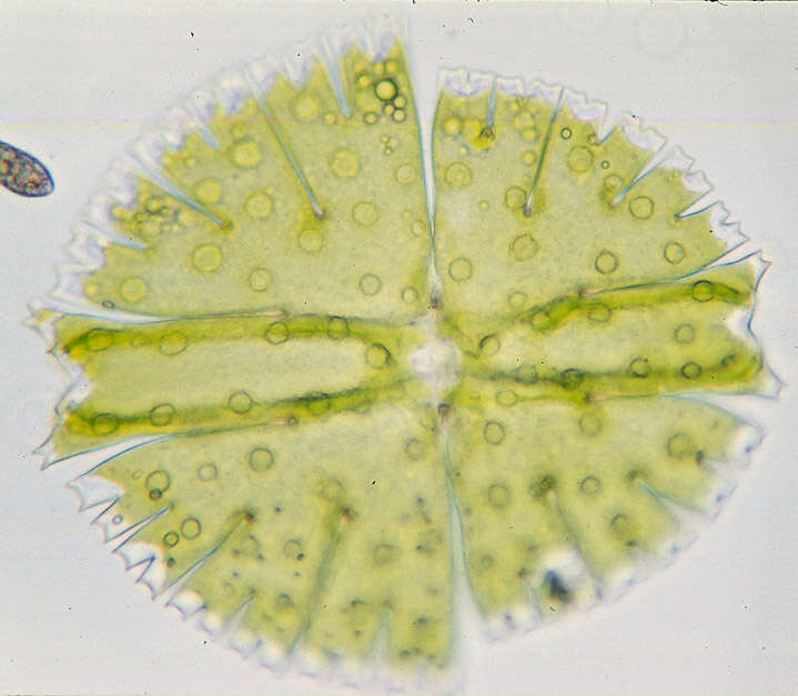 Image of Micrasterias rotata