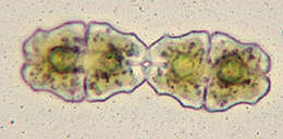 Image of Euastrum elegans Ralfs 1848