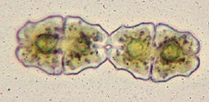 Image of Euastrum elegans Ralfs 1848