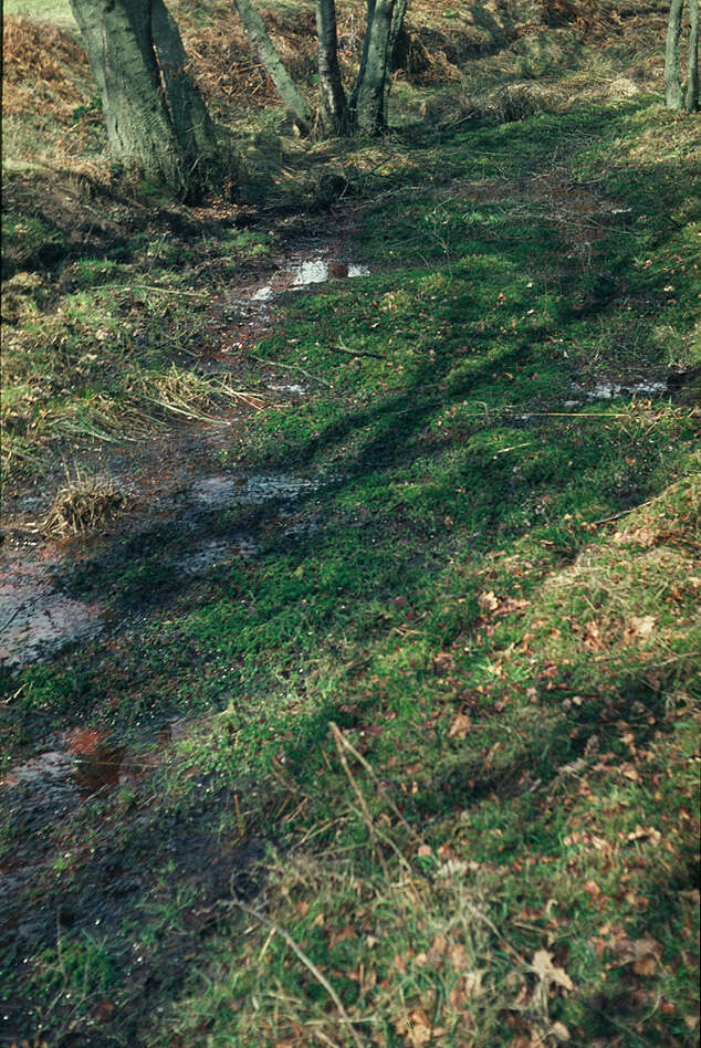 Image of recurved sphagnum