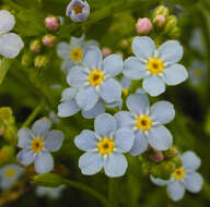 Слика од Myosotis secunda A. Murray