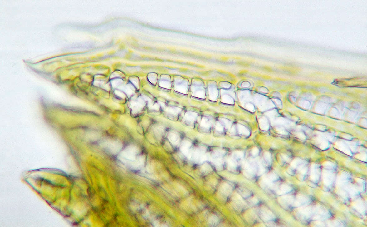 Image of Cow-horn Bog-moss