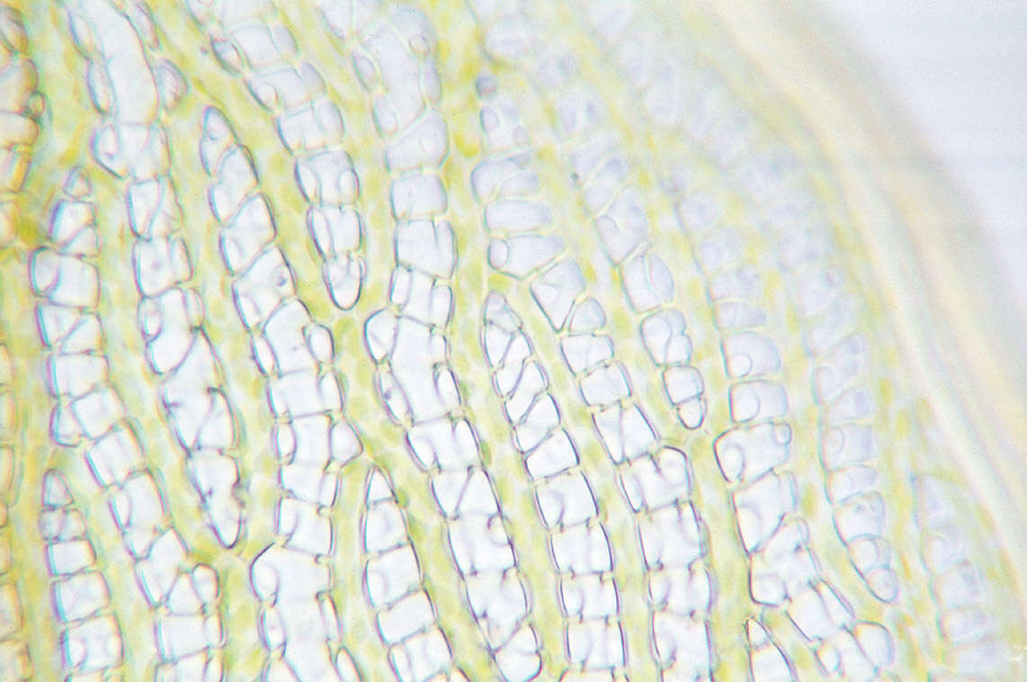 Image of Cow-horn Bog-moss