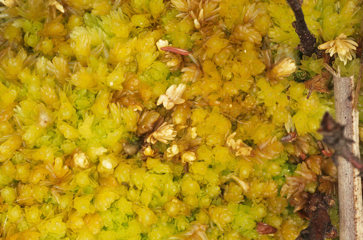 Image of Low sphagnum moss