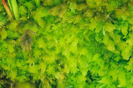 Image of Low sphagnum moss