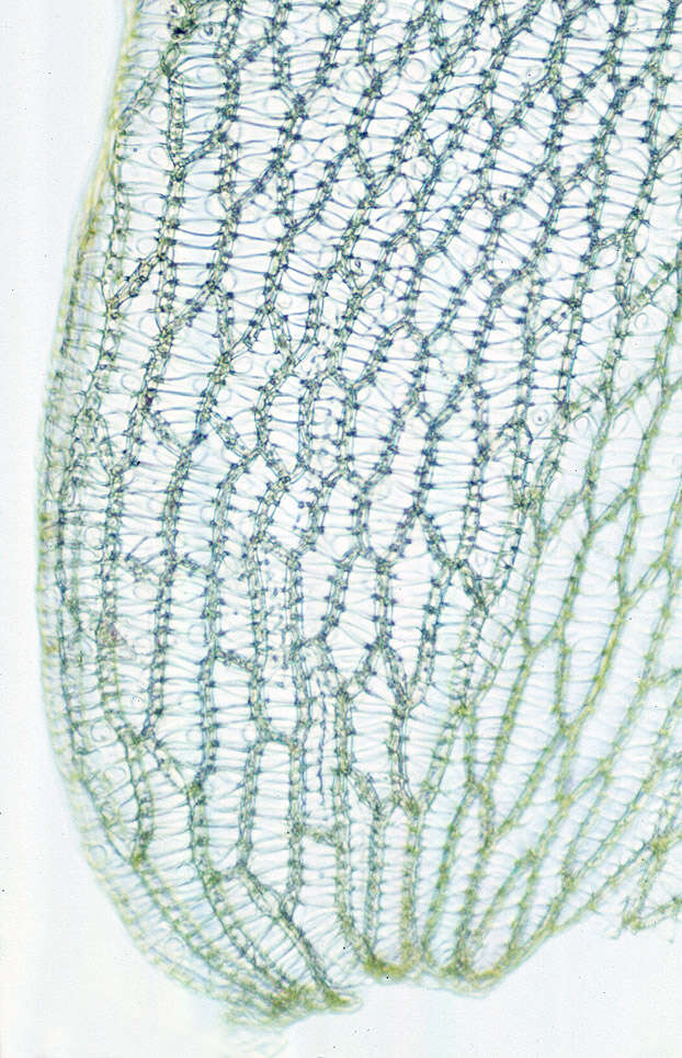 Image of Low sphagnum moss