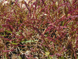 Слика од Catapodium marinum (L.) C. E. Hubb.