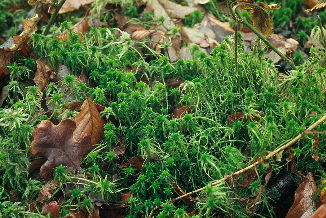 Image of recurved sphagnum